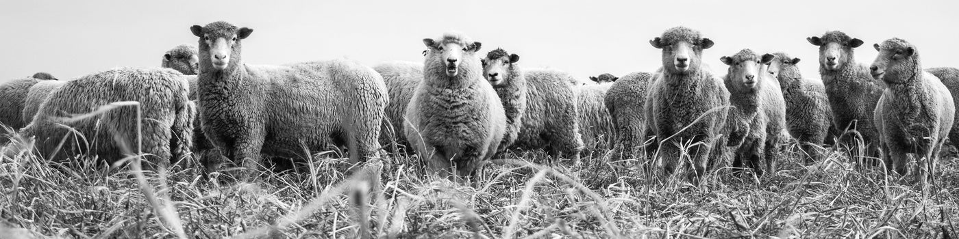 Black and white photograph of a flock of sheep standing in a grassy field under a cloudy sky.