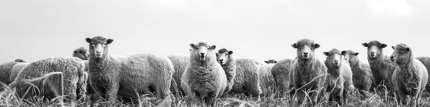 Black and white photograph of a flock of sheep standing in a grassy field under a cloudy sky.